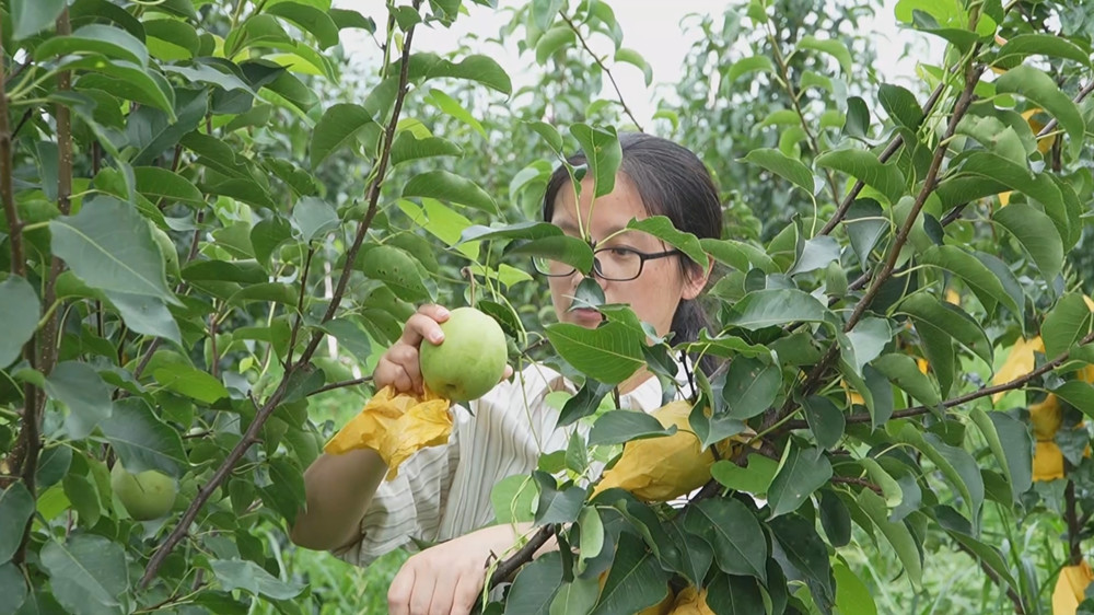 翠冠梨 (1).jpg