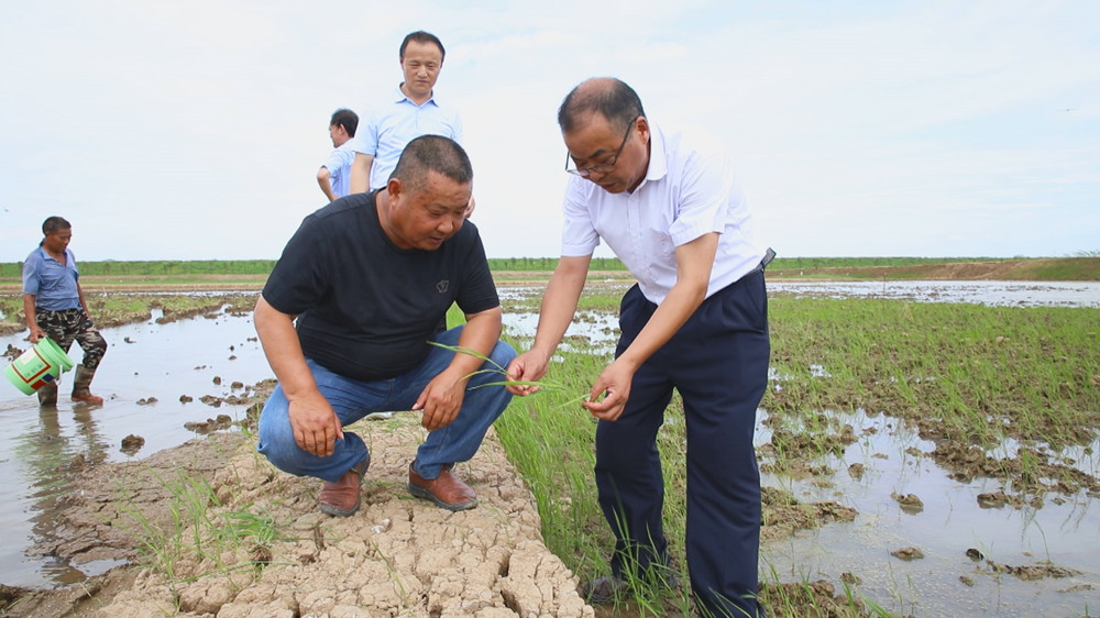 圖為農技人員正在田間指導農戶進行直播補種1.jpg
