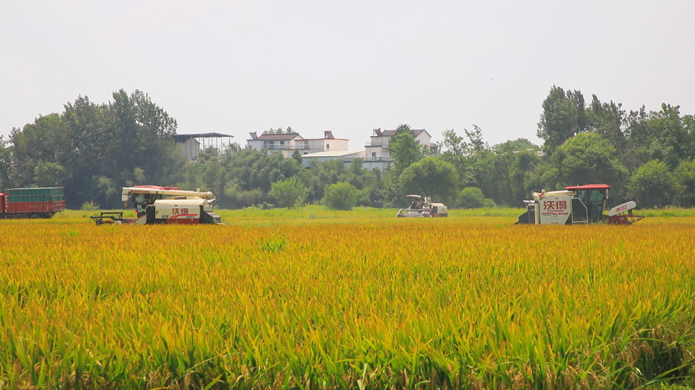 圖為種糧大戶組織的收割機(jī)正在來(lái)回穿梭收割水稻4.jpg