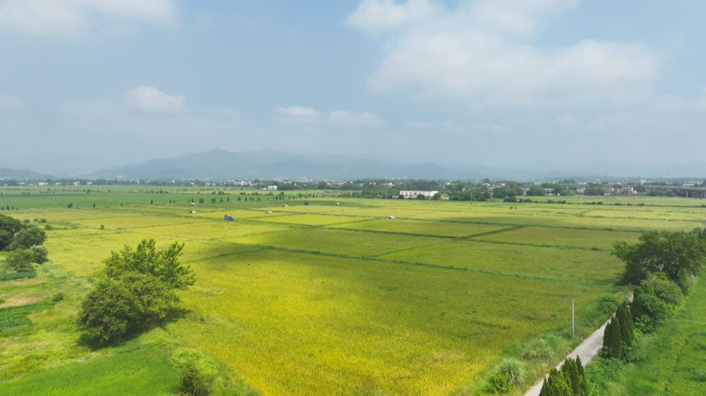 圖為青草鎮(zhèn)徐漕村的千畝再生稻基地.jpg