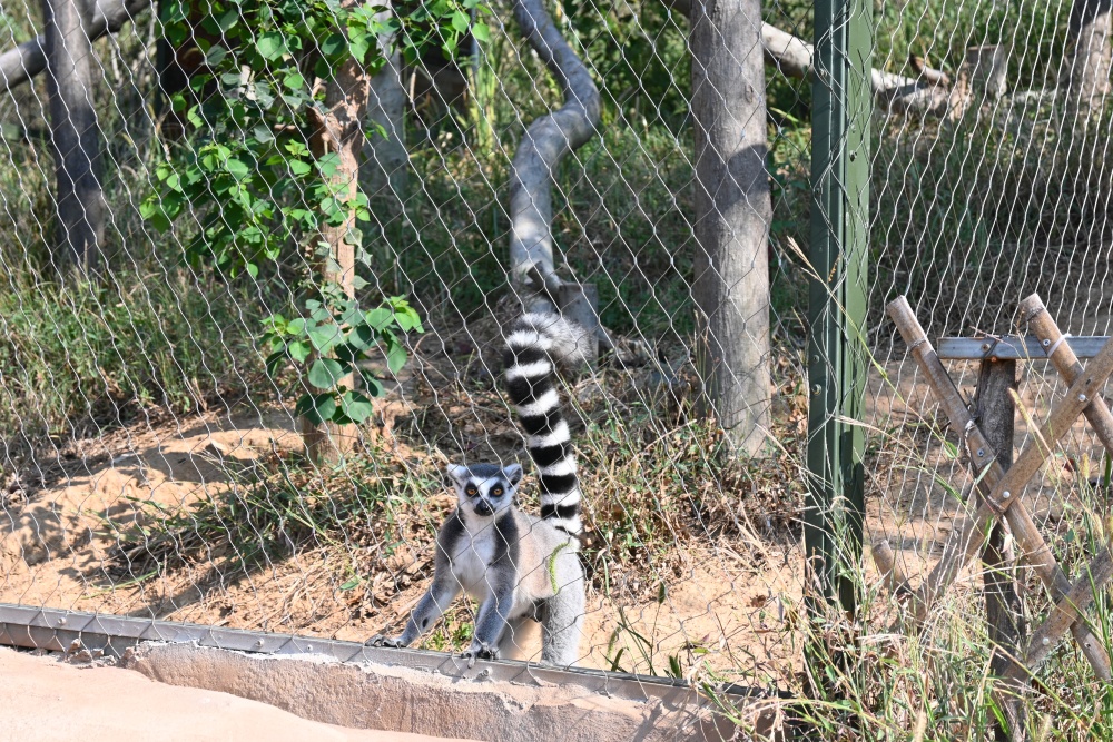 桐城動物園(2)_副本.jpg