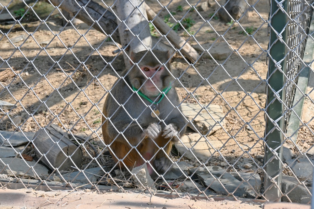 桐城動物園(1)_副本.jpg