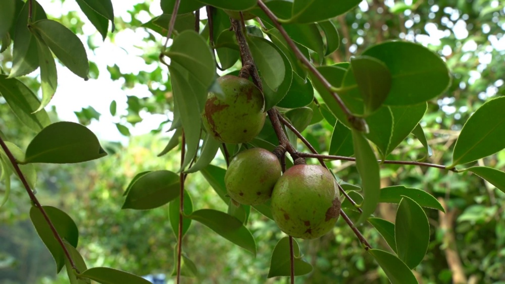 唐灣鎮(zhèn)油果.jpg
