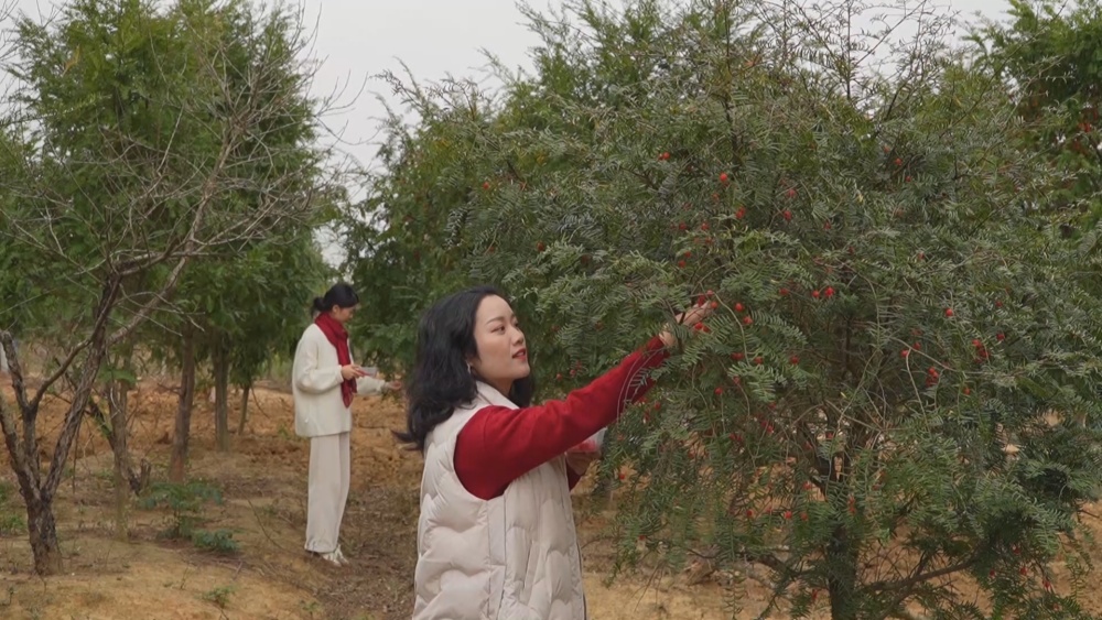紅豆杉.jpg