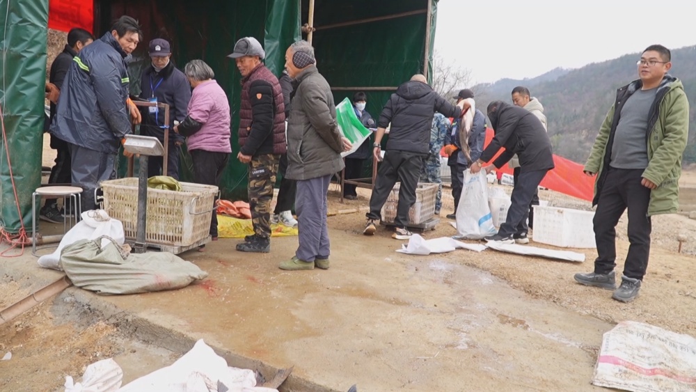 魚.jpg