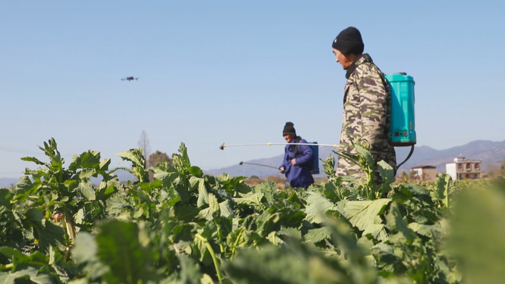 圖為在農(nóng)技人員的指導(dǎo)下，種植大戶正在組織農(nóng)戶給在田油菜積極噴施葉面肥抵御寒潮1.jpg