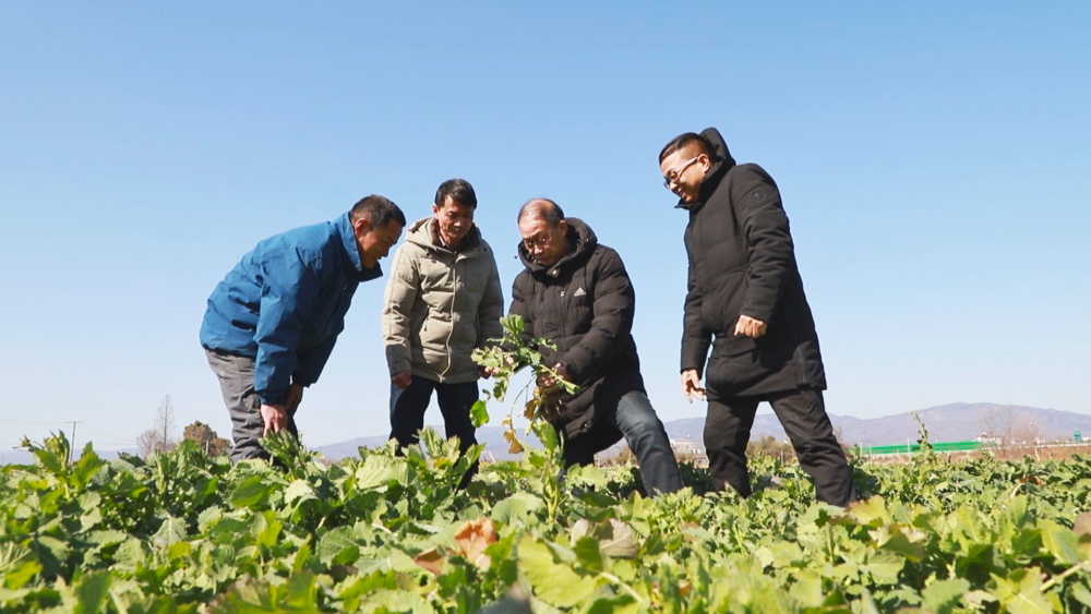 圖為農(nóng)技人員正在田間地頭指導(dǎo)油菜種植大戶應(yīng)對(duì)此輪寒潮1.jpg