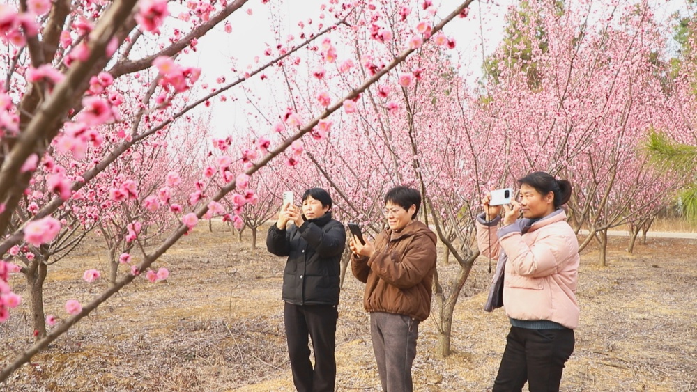 圖為游人在范崗鎮(zhèn)紅梅基地里打卡游玩1.jpg