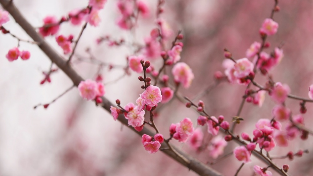 圖為范崗鎮(zhèn)梅花基地梅花盛開1.jpg