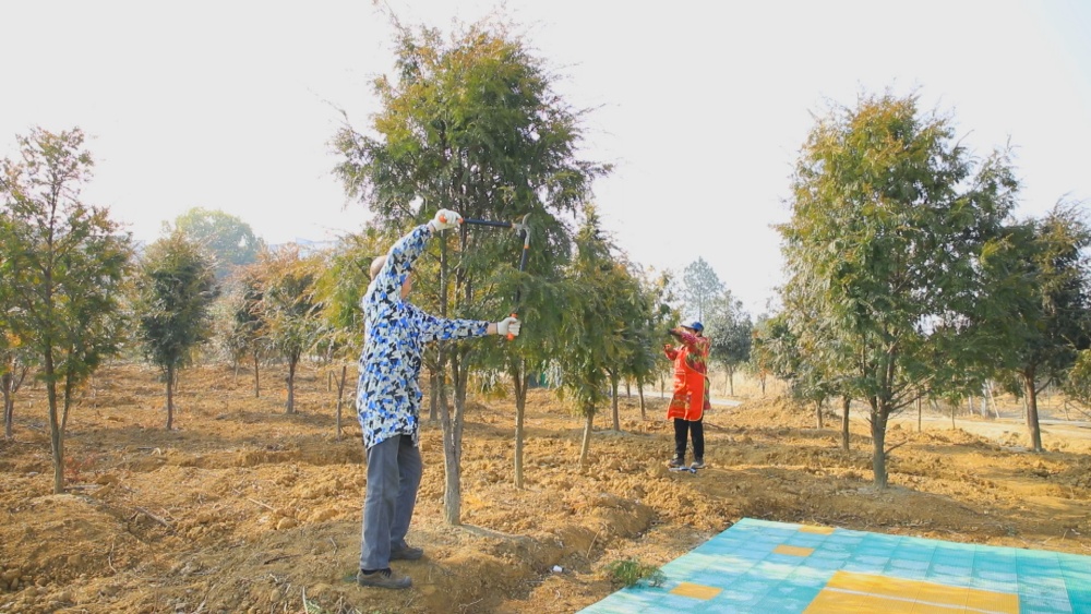 圖為村民們正在紅豆杉基地里進行管理工作.jpg
