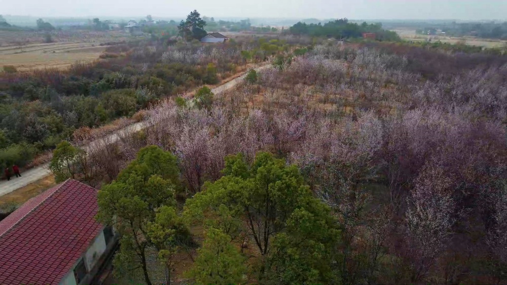 紅葉李.jpg