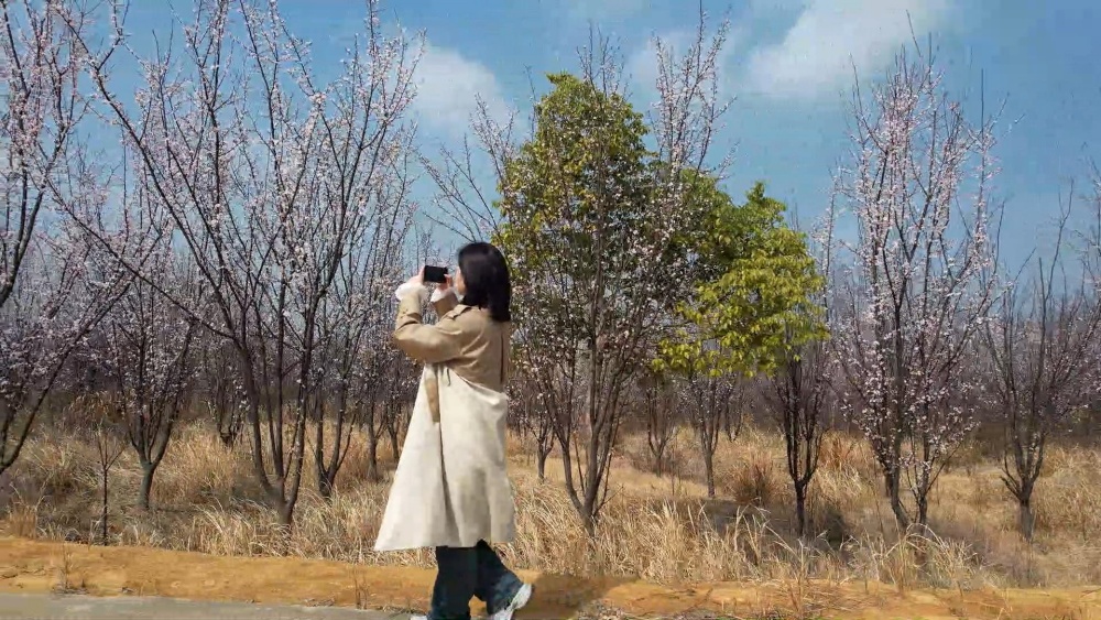 紅葉李(1).jpg