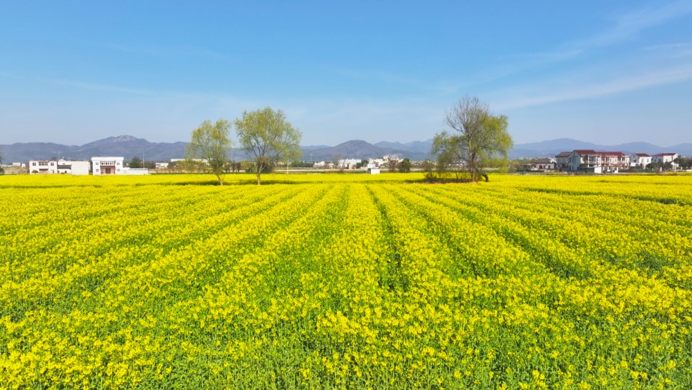 圖為范崗鎮(zhèn)楊村油菜花海3.jpg
