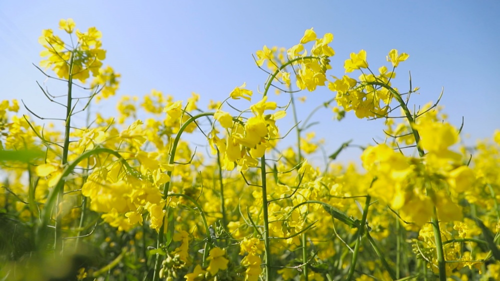 圖為范崗鎮(zhèn)楊村油菜花盛開(kāi)正艷.jpg