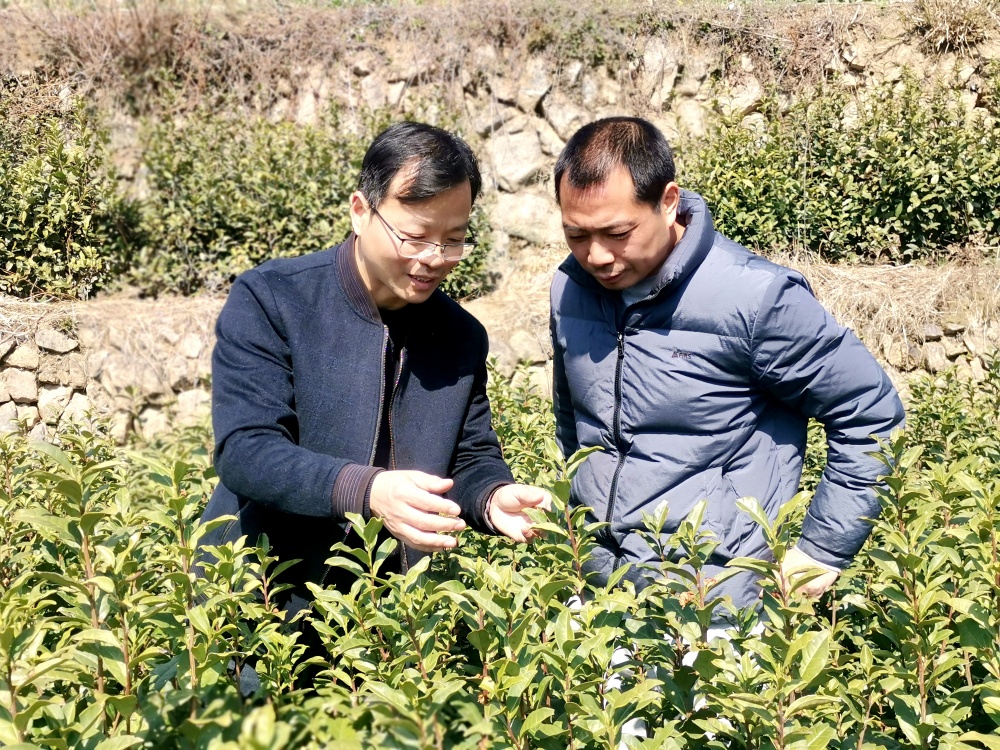 齊汪林在茶園進(jìn)行技術(shù)指導(dǎo)--（戴眼鏡的是齊汪林）2.jpg