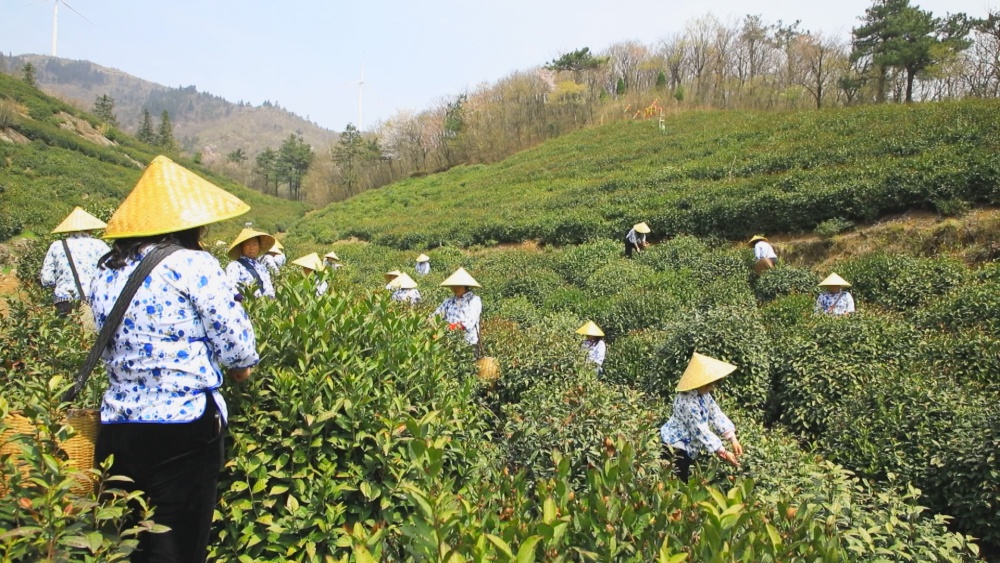 圖為茶農(nóng)們正在茶園里采茶忙.jpg