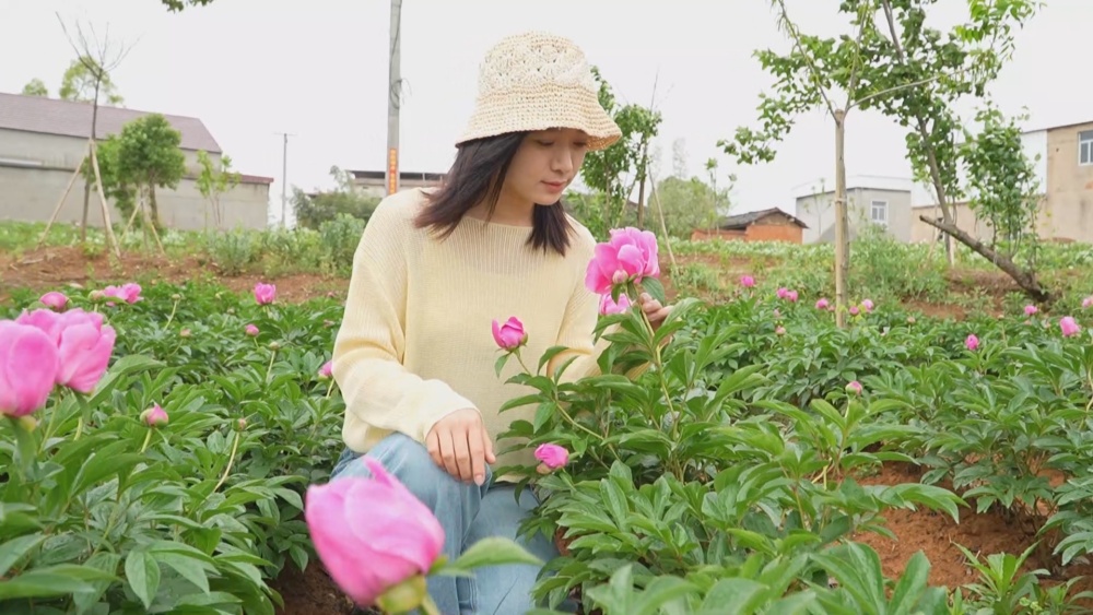 芍藥.jpg