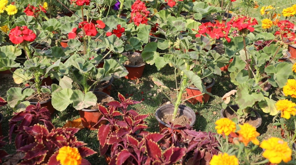 圖為植物被偷留下的空隙.jpg