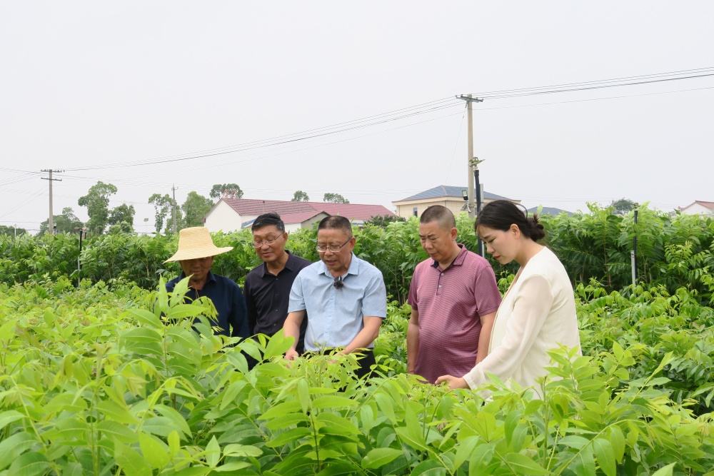 桐城市林業(yè)科技推廣中心主任陶世澤在進(jìn)行技術(shù)指導(dǎo).JPG
