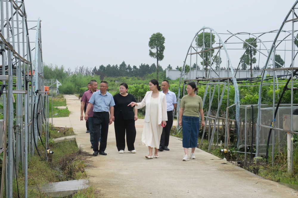 余方琴介紹智能灌溉技術(shù)和苗木長勢(shì).JPG