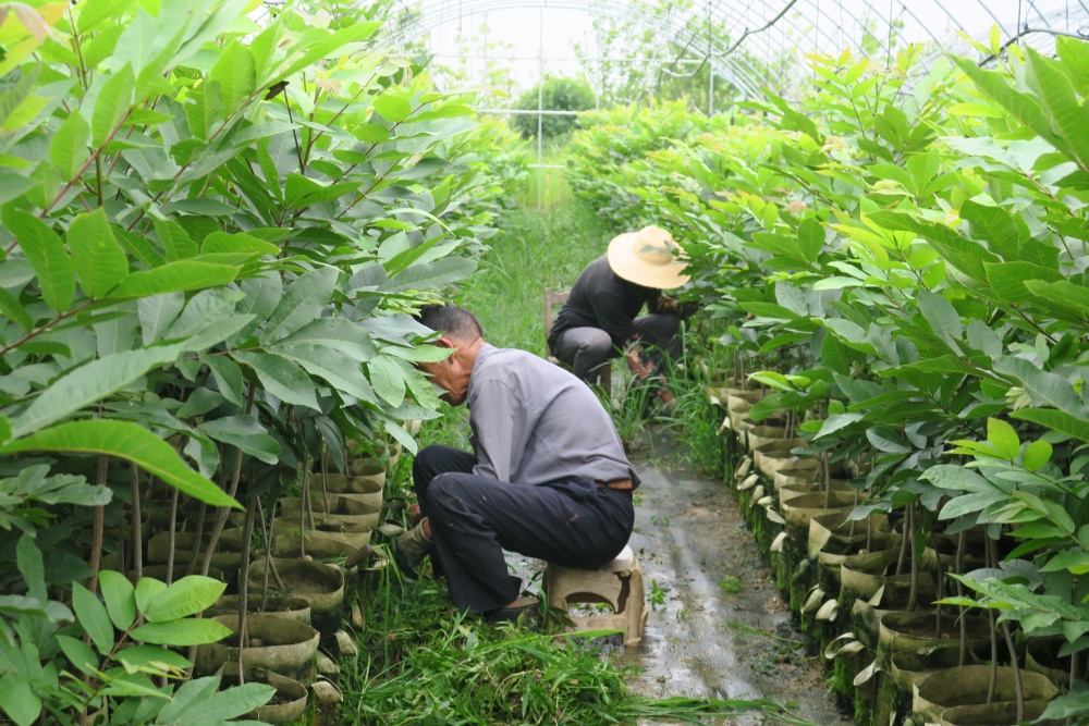 75歲的洪東發(fā)老人和村民一起給苗木除草.JPG