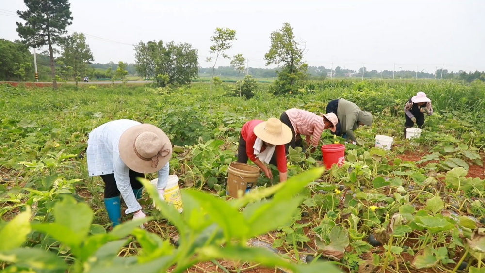安徽桐城：貝貝南瓜迎豐收 特色種植促增收[00_05_06][20250625-162107].jpg