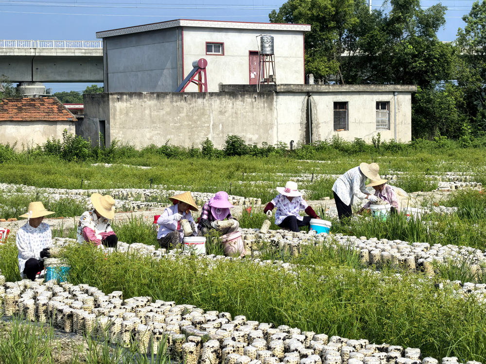 圖為采收現(xiàn)場.png