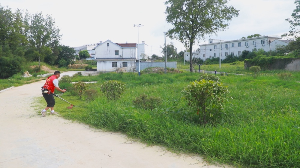 圖為青草鎮(zhèn)高山村工作人員正在清理雜草<div   id=