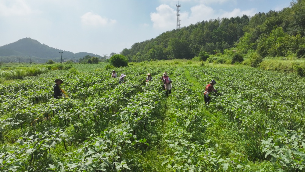 圖為大關(guān)鎮(zhèn)麻山村村兩委正組織村民采摘豐收的高山紫茄.jpg